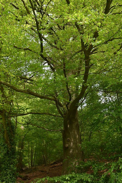 nature  wood  tree