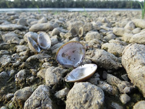 nature  shell  river