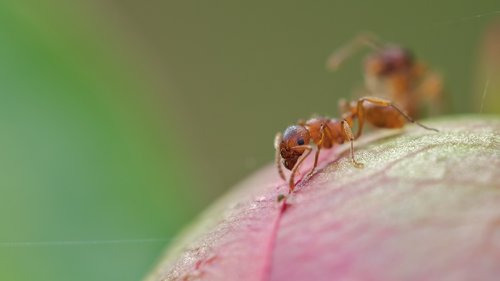 nature  insect  close up