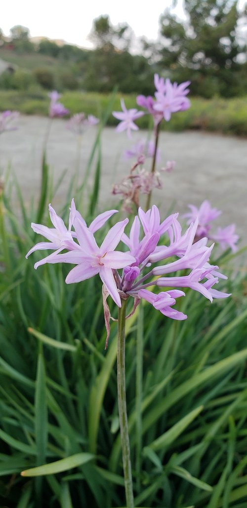 nature  flower  flora