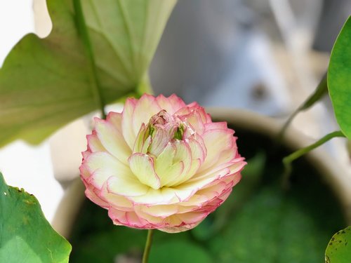 nature  flower  plant