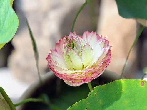 nature  flower  plant