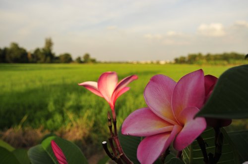 nature  plant  summer