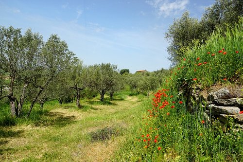 nature  olive trees  olive garden