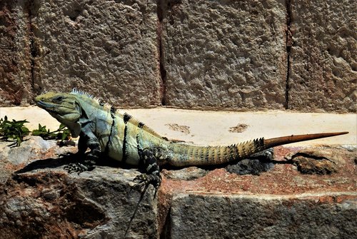 nature  reptile  iguana