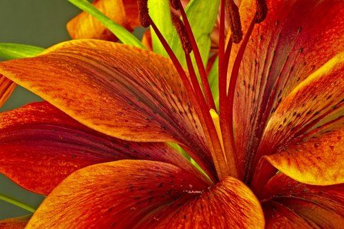 nature  flower  lily