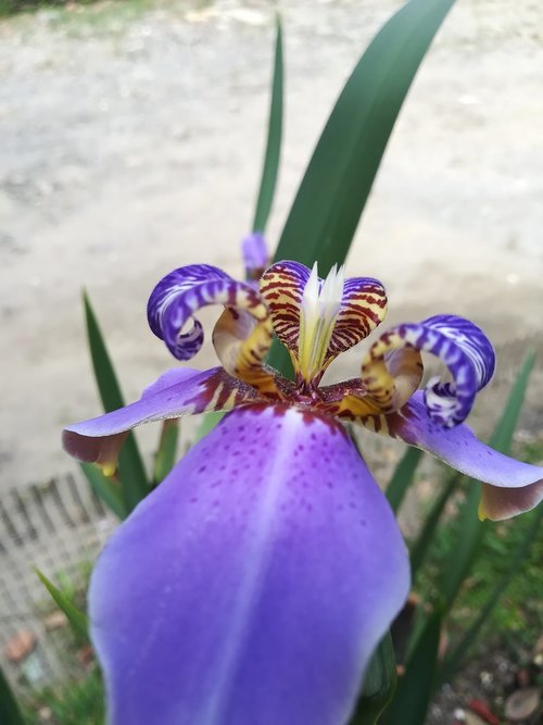 nature  flower  plant