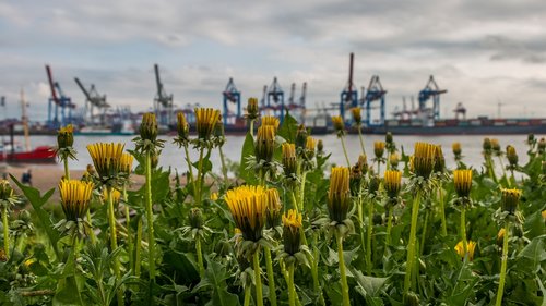 nature  flower  elbe