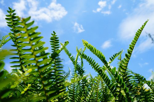 nature  plant  leaf