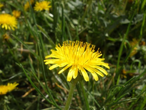 nature  summer  flora