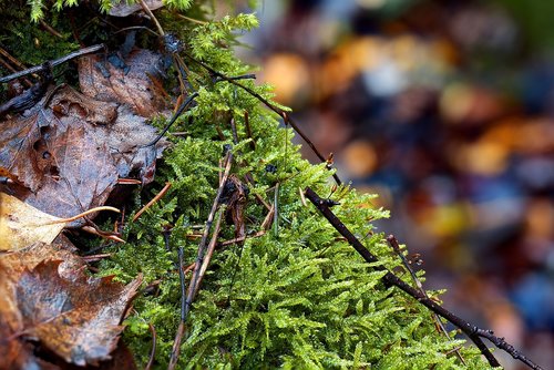 nature  leaf  wood
