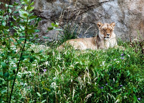 nature  animal world  grass