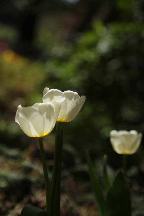 nature  plants  flowers