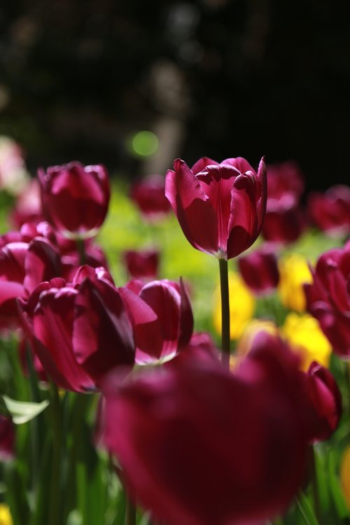 nature  plants  flowers