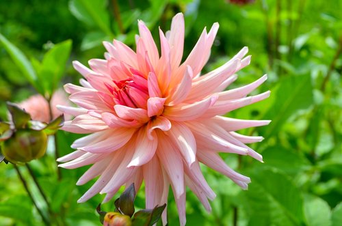 nature  plant  flower