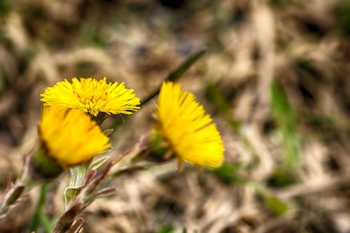 nature  flora  flower