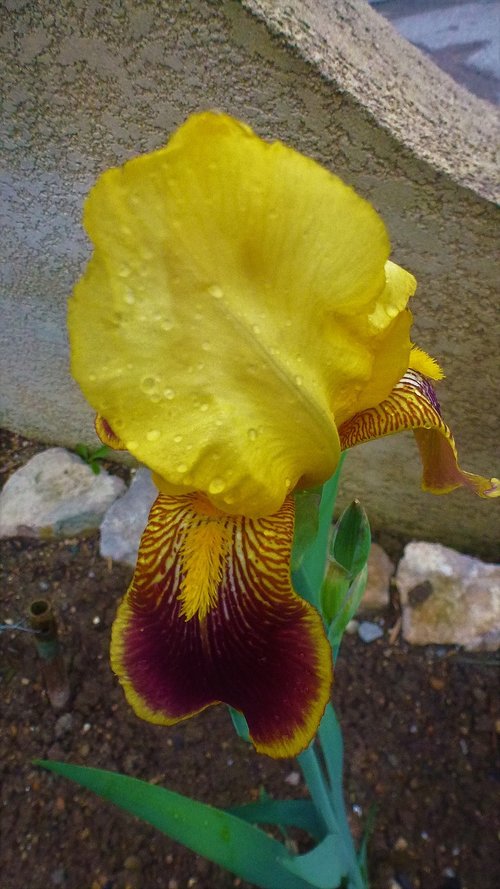 nature  flower  iris