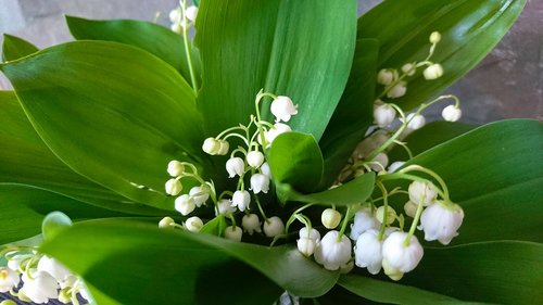 nature  leaf  plant