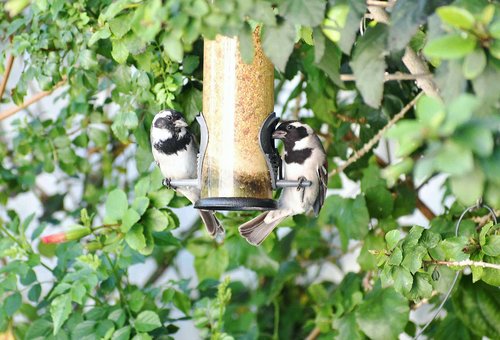 nature  outdoors  bird