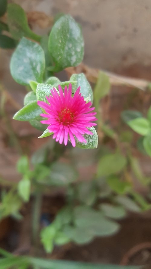 nature  plant  flower