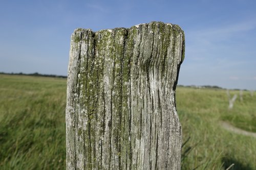 nature  grass  landscape