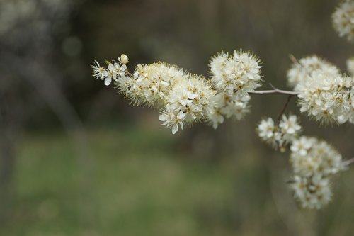 nature  flower  flora