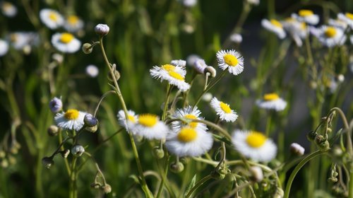 nature  flora  flower