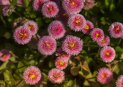 nature  plant  flower