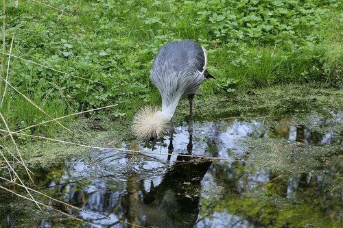 nature  waters  grey neck king crane