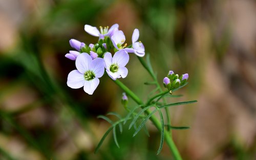 nature  plant  at the court of