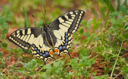 nature  butterfly  close up