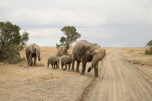 nature  safari  elephant