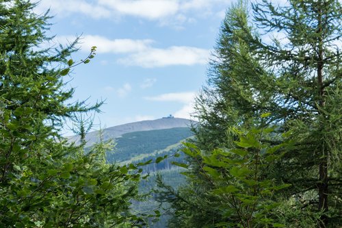 nature  tree  landscape