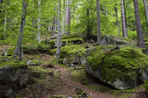 nature  landscape  tree