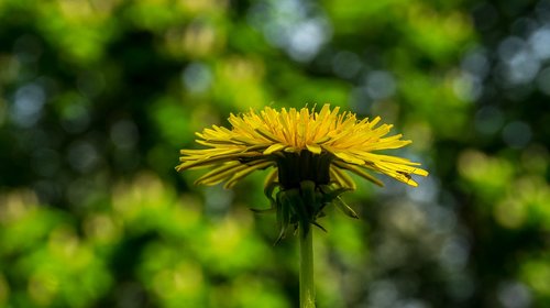 nature  plant  flower