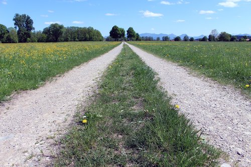 nature  grass  road