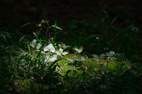 nature  flora  grass