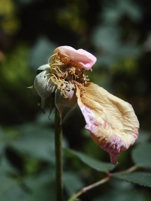 nature  flower  outdoors