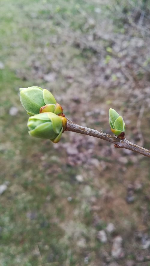 nature  sheet  plant