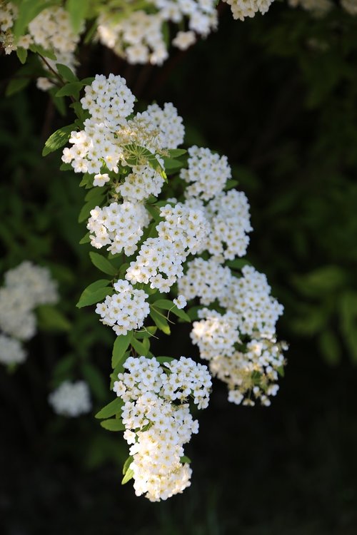 nature  plant  flower