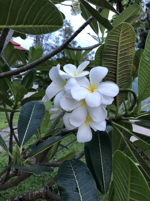 nature  plant  flower