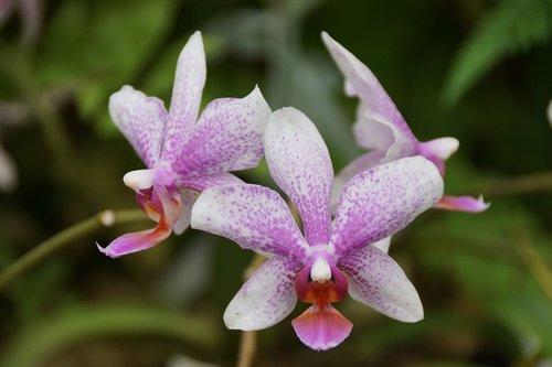 nature  flower  flora