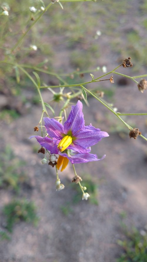 nature  flower  flora