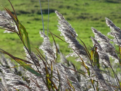 nature  grass  plant