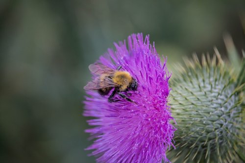 nature  plant  flower