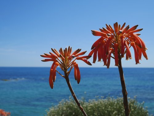 nature  tropical  summer