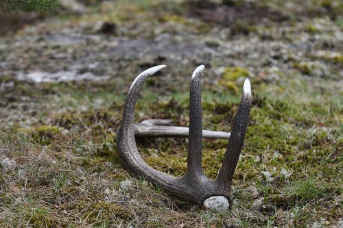 nature  outdoor  horn