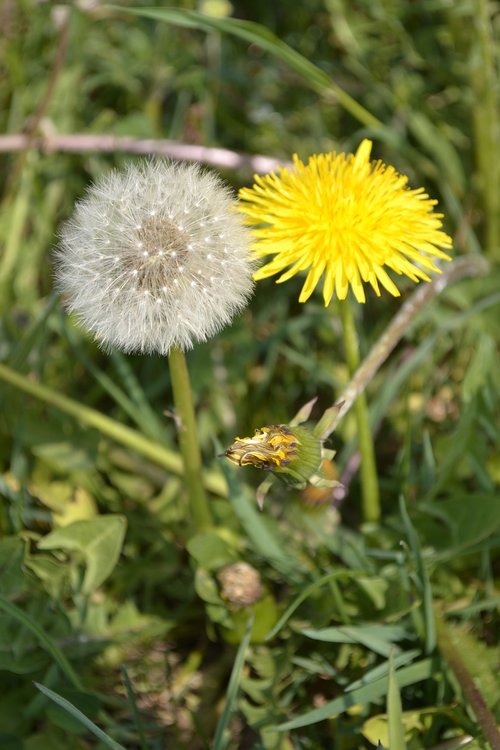 nature  plant  flower