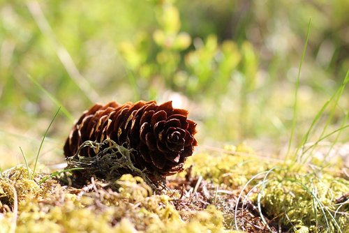 nature  tap  pine cones