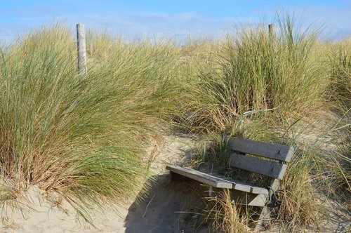 nature  grass  summer